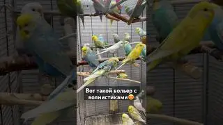 Вольер с попугаями 😍