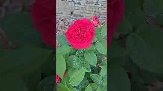 Мои розы сегодня. 7.07.2024.