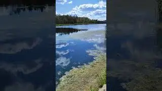 Лес и речка.