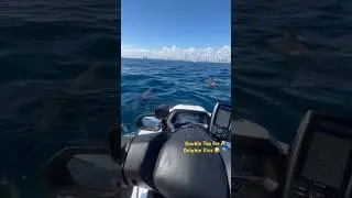 Dolphins Love Boaters in the Middle of Ocean #dolphinencounter #boating #nature #summerboating
