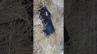 Обложили со всех сторон изверги.😂😂😂