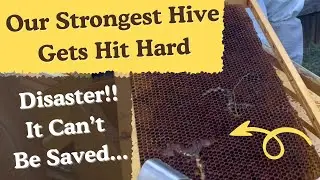 WAX MOTHS DESTROY OUR HIVE | BEEKEEPING | SAVING THE BEE HIVE COLONY