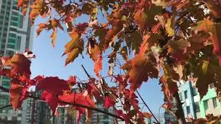 Семейное дерево 🌳 🍐