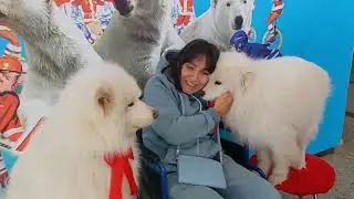 Фото с милыми собачками в цирке!