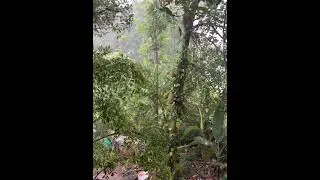 Rainy