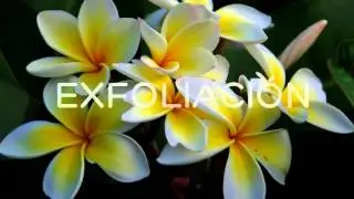 Teaser Papillon Spa Therapy 2