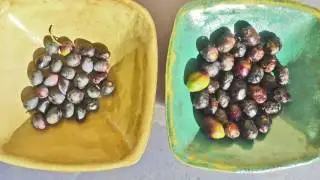 Olive, Quelle Mouche te Pique? (Par Christian Aimar)