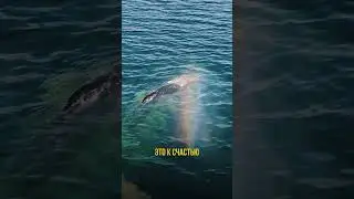 Встреча с китами на Чукотке