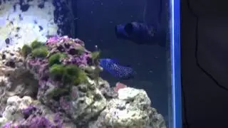 Marine Beta Feeding time!