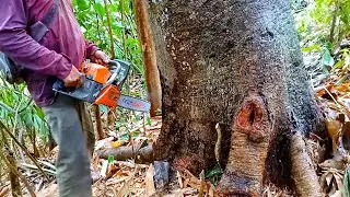very big!! cutting down rain trees near the ravine