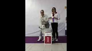 15 февраля 2020 Выставка собак ранга ЧРКФ г. Москва, эксперт Каретникова О. В. ТИМЕРТАШ ЯЖЕРДАНА доч