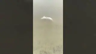 ОСЕТР
