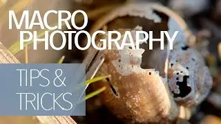 Macro Photography Tips and Tricks