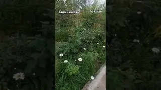 приятно посмотреть вот так выглядит огороде в Таджикистане