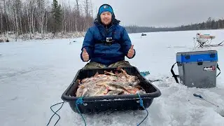 Намолотили окуня на одной из стариц р.Пякупур