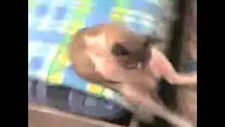 Самые смешные коты  Приколы с котами  Funny cats