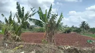 banana tree wayanad kerala