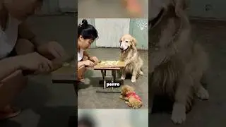 Motherly love! Dog steals chicken for her baby 🥺❤️