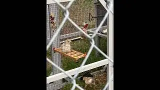 Baby turkey swinging 