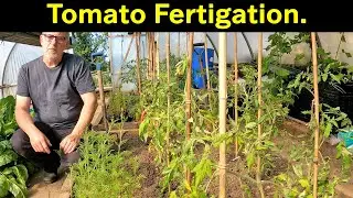 Tomato Fertigation | What is Fertigation | Test Tunnel | Green Side Up