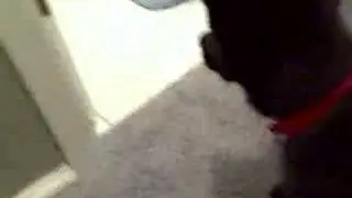 Getting to know the cat, Part II