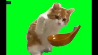 green screen cute cat doesn't like his drink