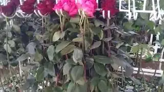 Зал обработки розы в Эквадоре на плантации.