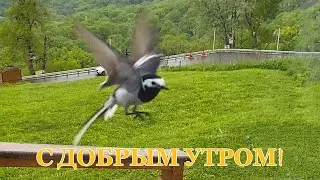 АДЫГЕЯ. С ДОБРЫМ УТРОМ!