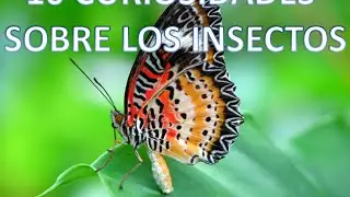 10 CURIOSIDADES SOBRE LOS INSECTOS