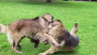 Leonberger - Simba & Leo playing 1