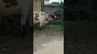 cow #shortvideo #enjoyment #youtube #youtubeshorts #foodlover #animallover #animallover #foodie #