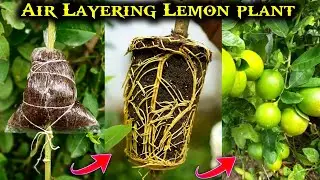 Lemon plant Air layering | How to Graft Lemon plant 100% Success