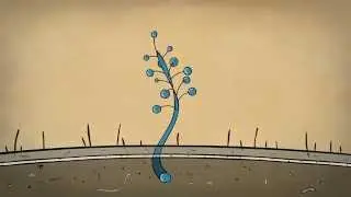BellyButton - Sound Animation Sequence