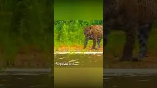 The anaconda dragged the jaguar under the water.