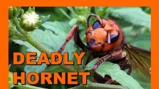🐝 Death of a Warrior - Suzumebachi Asian Giant Hornet - Real Japan Monsters 雀蜂 - 日本のモンスター