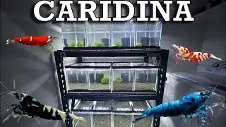 All my new Caridina Shrimp
