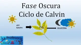 Ciclo de Calvin o Fase Oscura - LaProfesoría