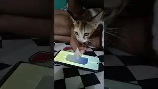 My Cat Spin Aspirant Free Draws 🗿🤣  