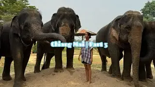 A Day with Elephants 🐘| Nature, Calm & Beautiful Memories