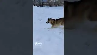 Красавец 👍