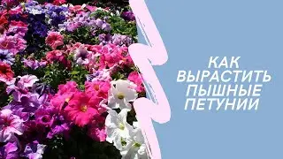 Подкормите петунию этим способом, и ПЫШНОЕ ЦВЕТЕНИЕ обеспечено!