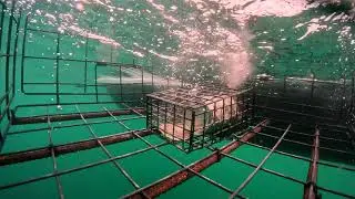 GoPro in crab trap. 1.1 THE DROP, Top Secrets of Crabbing / Crabs