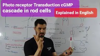 Photoreceptor transduction Explained in English Rhodopsin, cGMP and hyper polarization By Dr A Hadi