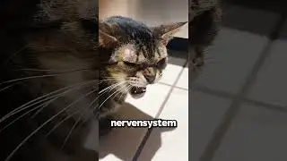 All cat lovers make this mistake…😳😾