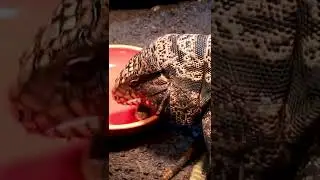 My Tegu Has The WORST Aim #shorts
