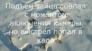 Охота на зайца   Все таки попал в кадр