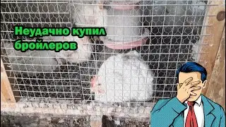 Неудачно купил бройлеров