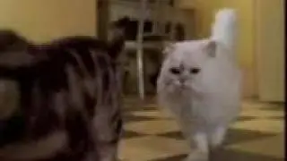 Stuart little funny  scene in hindi by sahebaaz