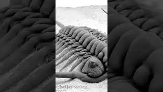 real trilobite hours