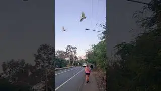 Airlie Beach Cockatoo Convention 🕊